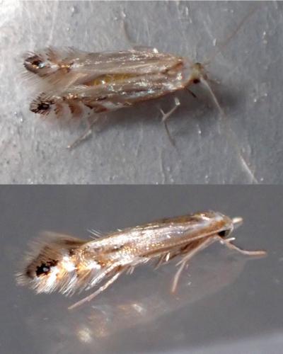 Réf. 279 363 : Phyllonorycter sp.